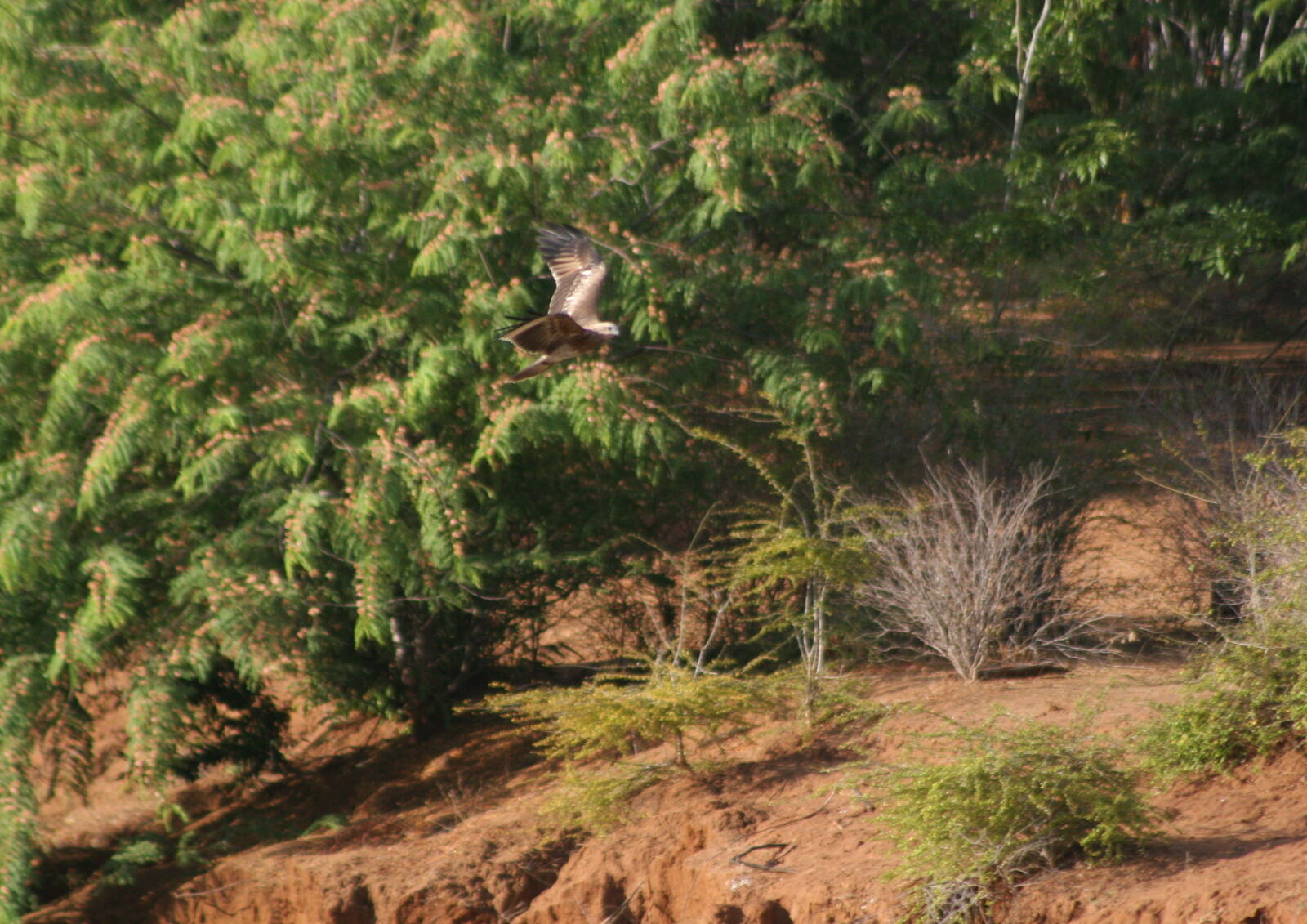 Canon EOS 20D sample photo. Brahamany, kite photography