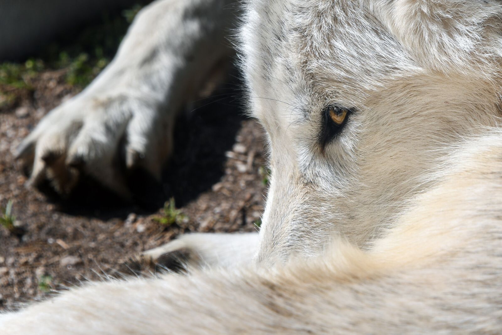 Nikon D500 sample photo. Wolf, predator, close up photography