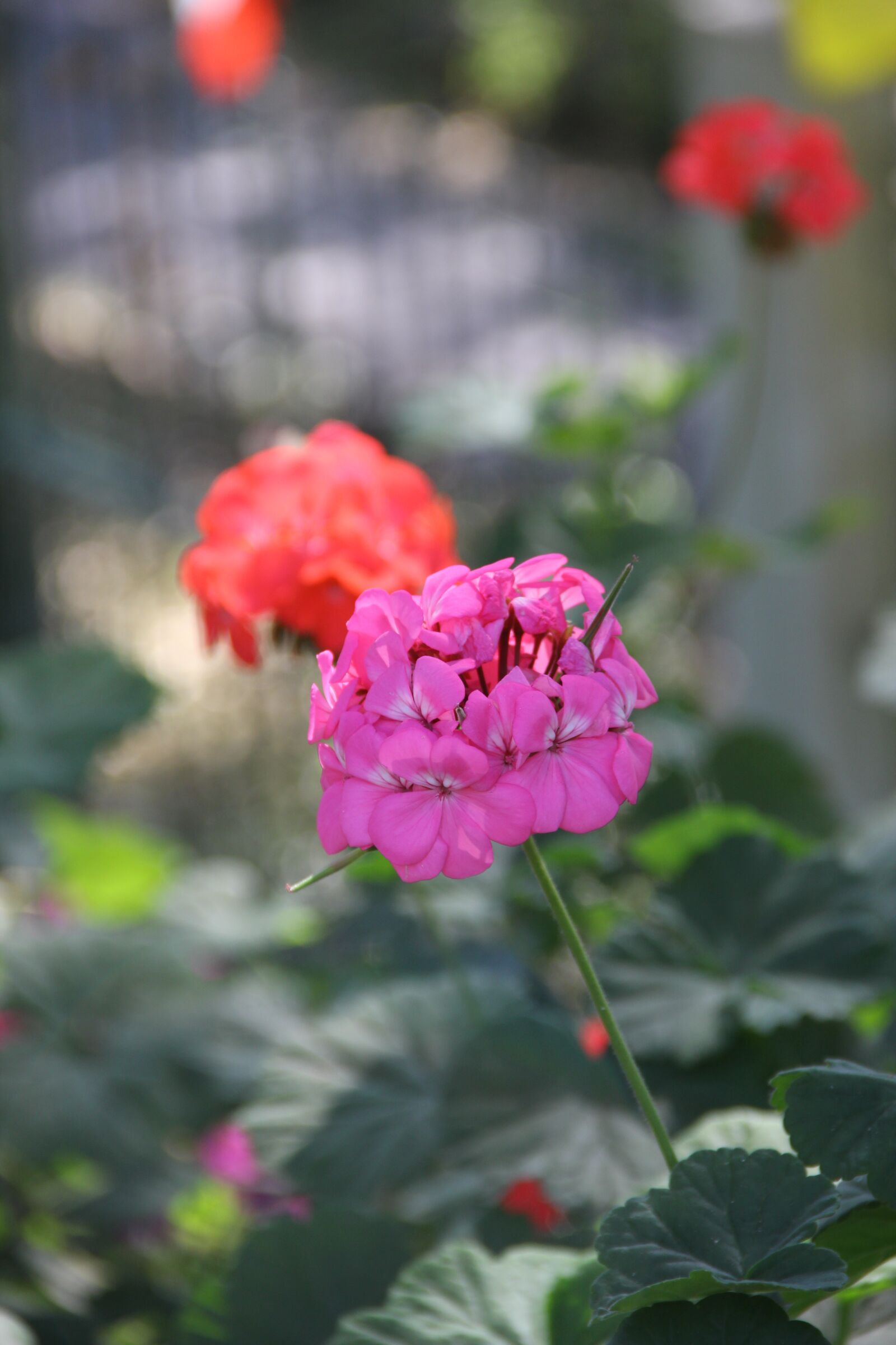 Canon EOS 550D (EOS Rebel T2i / EOS Kiss X4) sample photo. Leash, chiang mai thailand photography