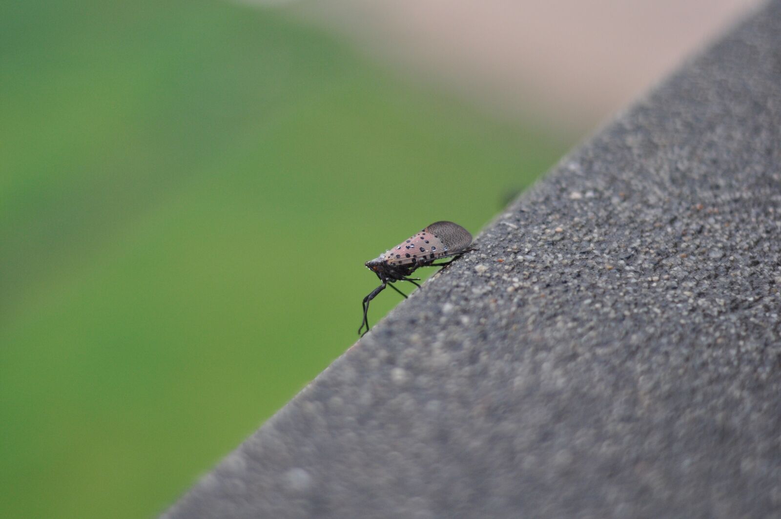 Nikon D90 sample photo. Bug, found error, insect photography