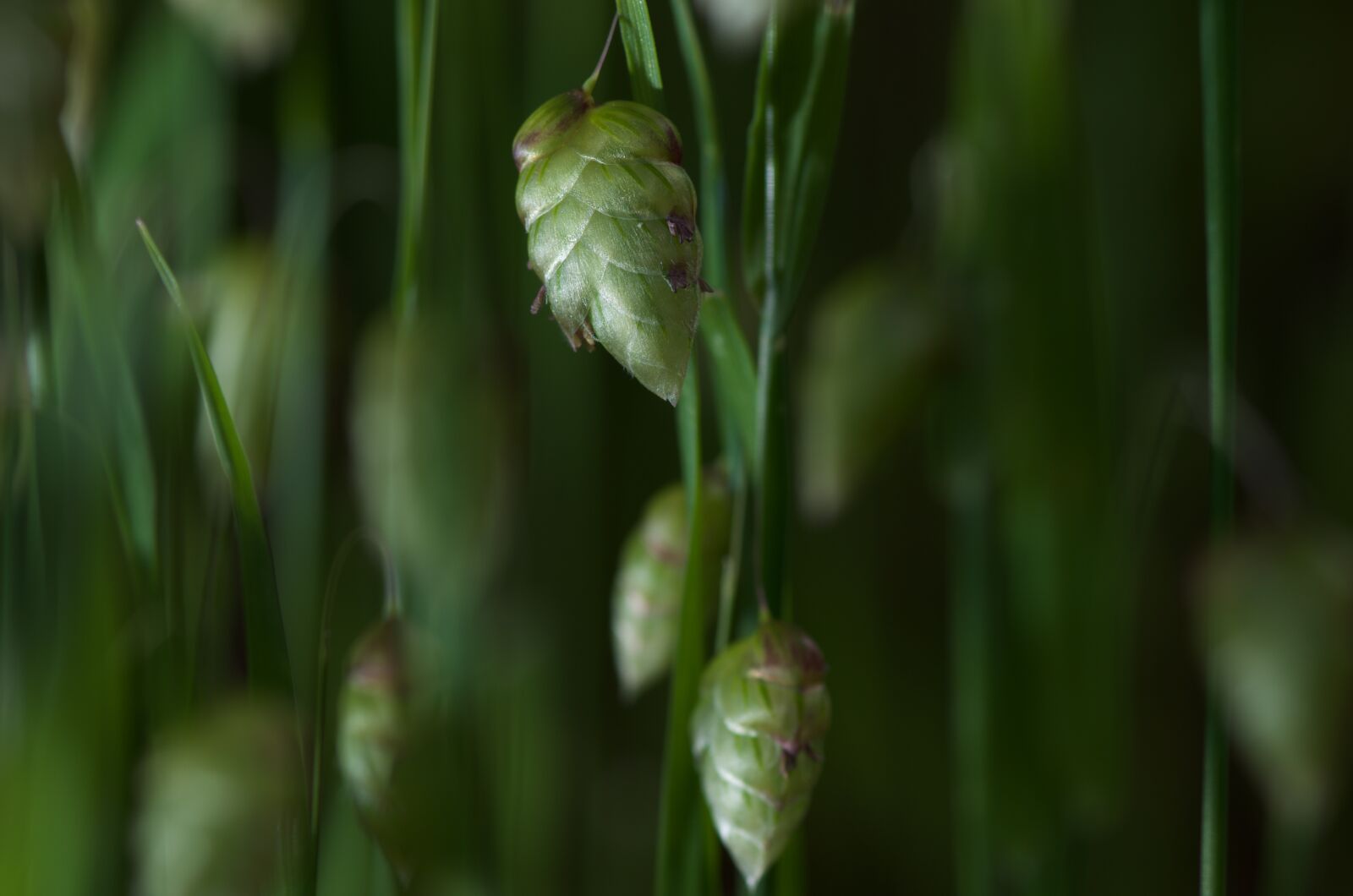 Pentax K-5 sample photo. Grass, macro, close up photography