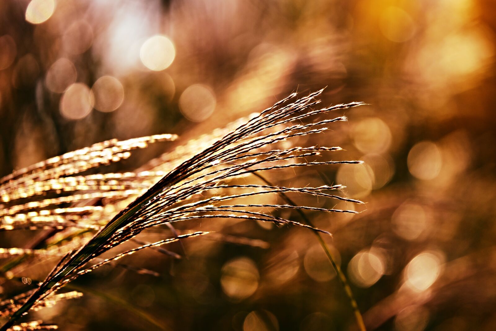 Nikon D750 sample photo. Phragmite, plume, flower photography