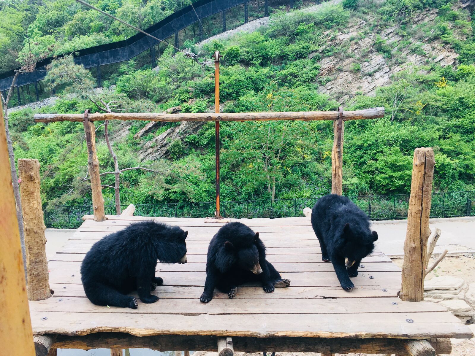 Apple iPhone 6s sample photo. Zoo, bear, animal photography