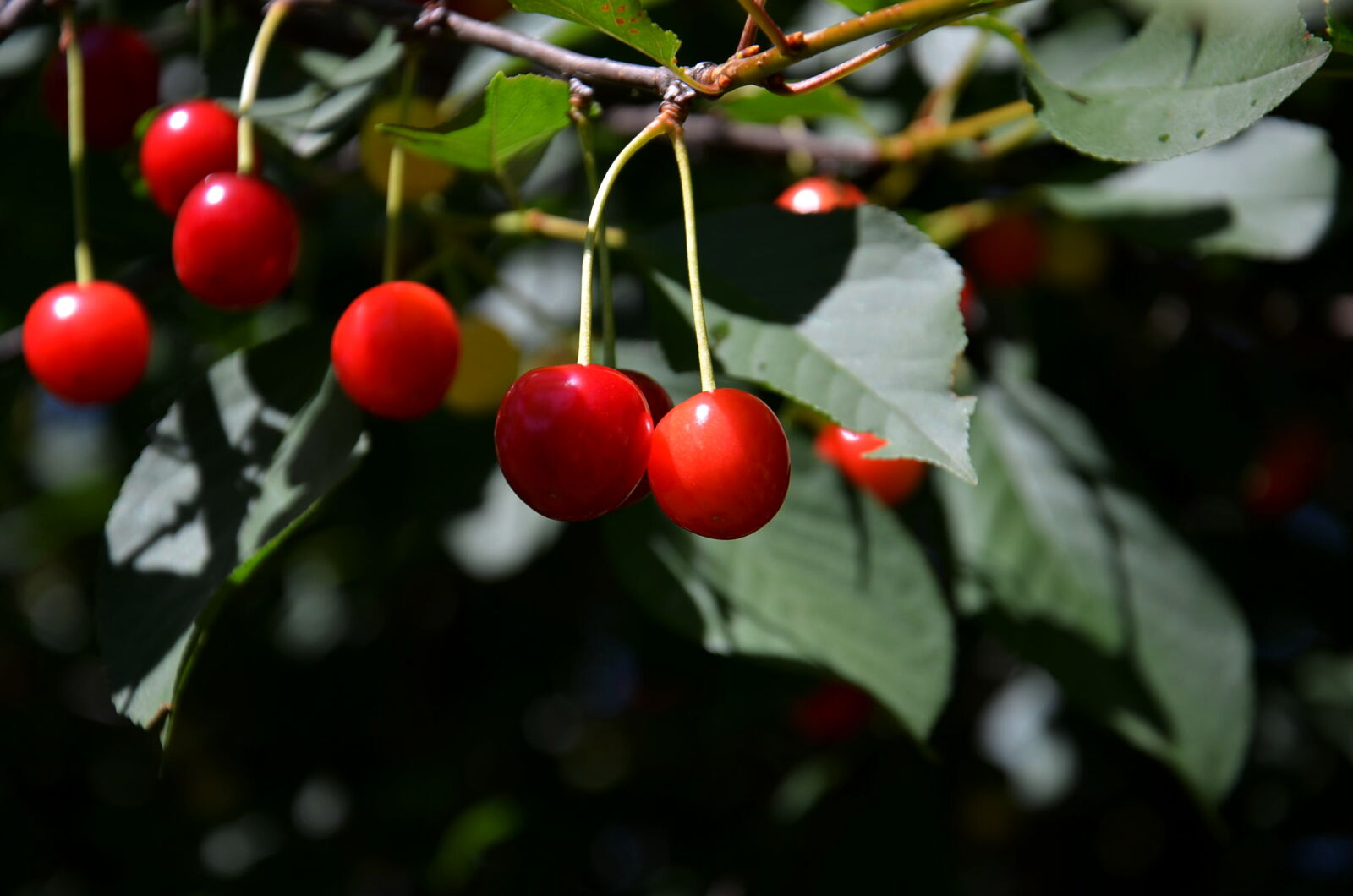 Nikon D5100 sample photo