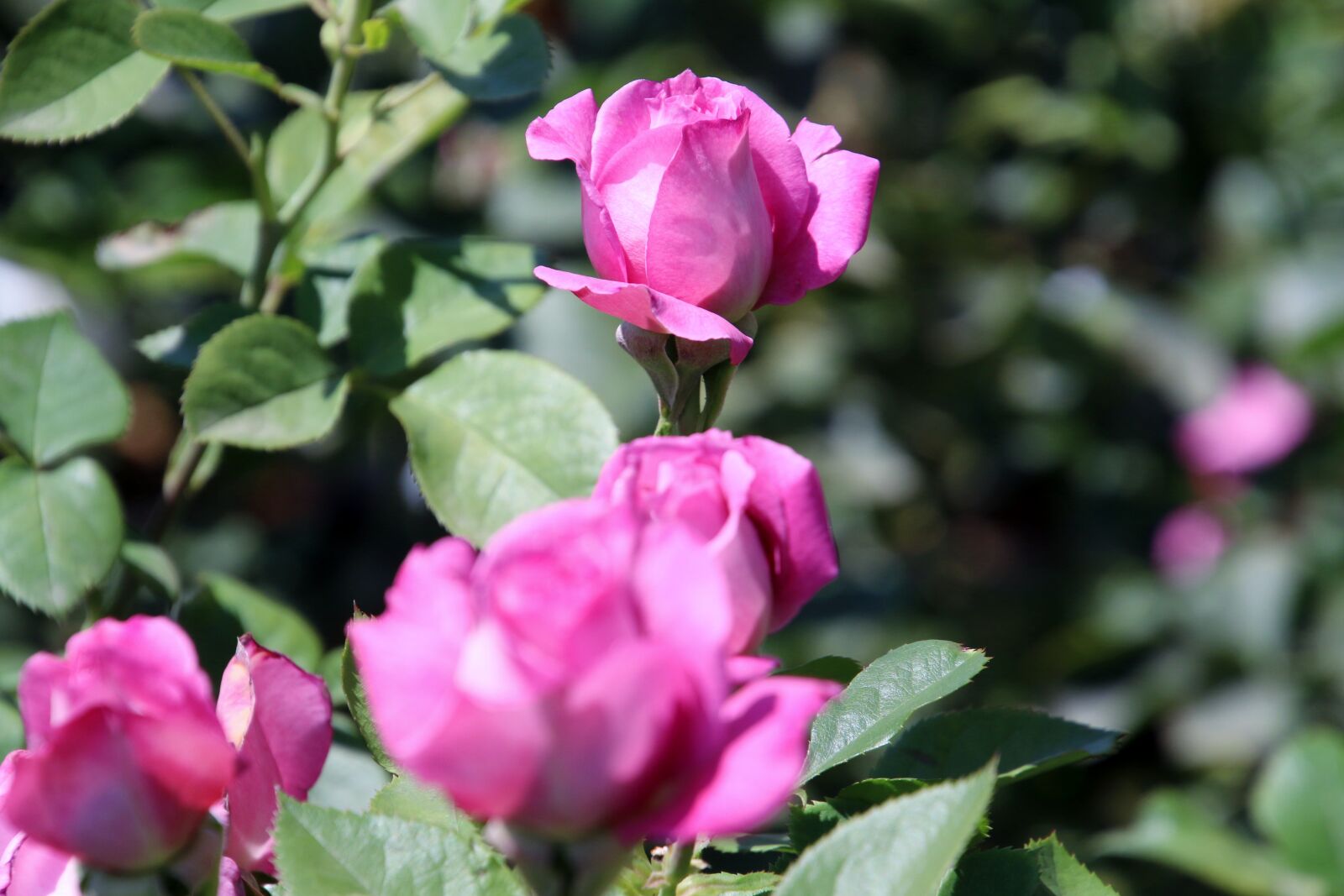 Canon EOS 7D Mark II sample photo. Flowers, garden, green, grow photography
