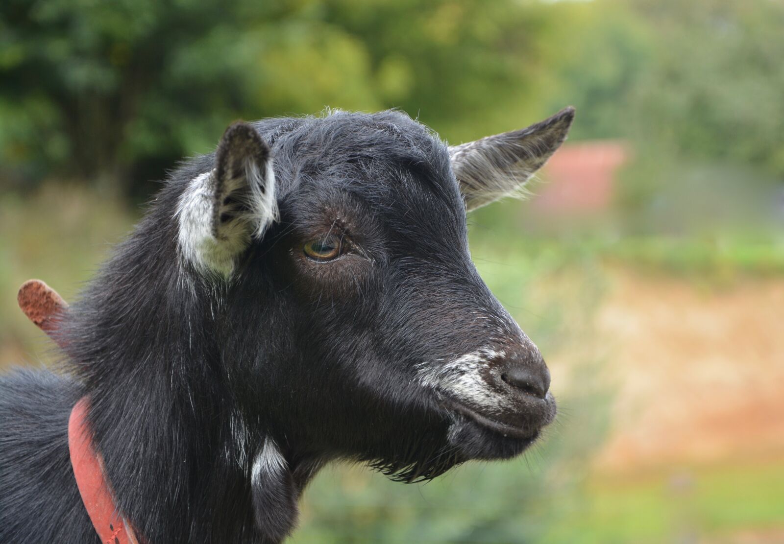 Nikon D5200 sample photo. Goat, portrait profile, black photography