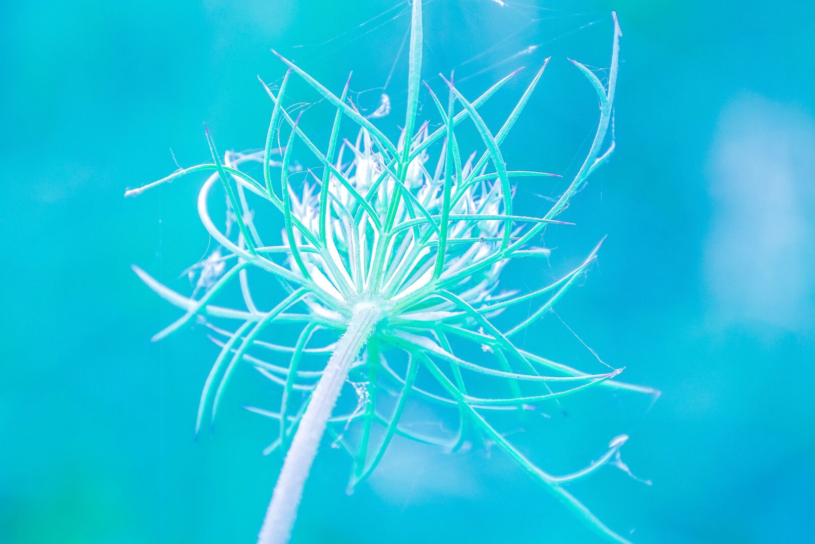 Canon EOS 70D sample photo. Flower, blue, nature photography