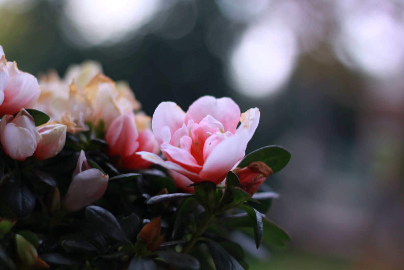 Canon EOS 50D sample photo. Lovely, pink, flower photography