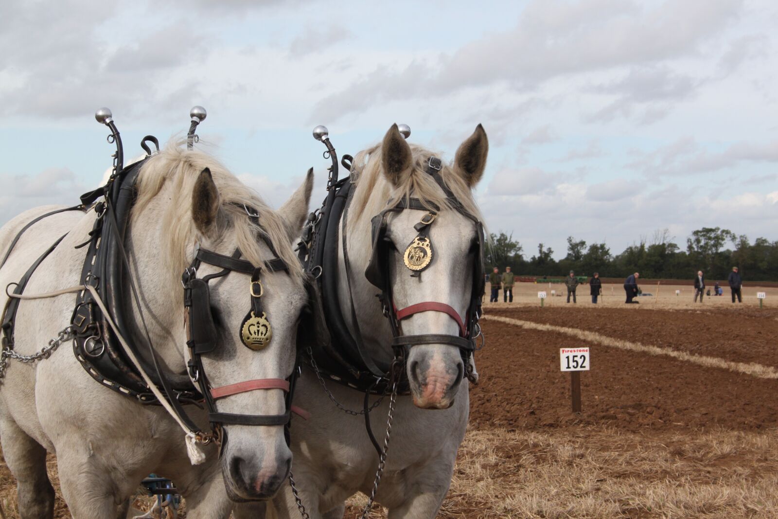 Canon EOS 500D (EOS Rebel T1i / EOS Kiss X3) sample photo. Horses, ploughing, plough photography