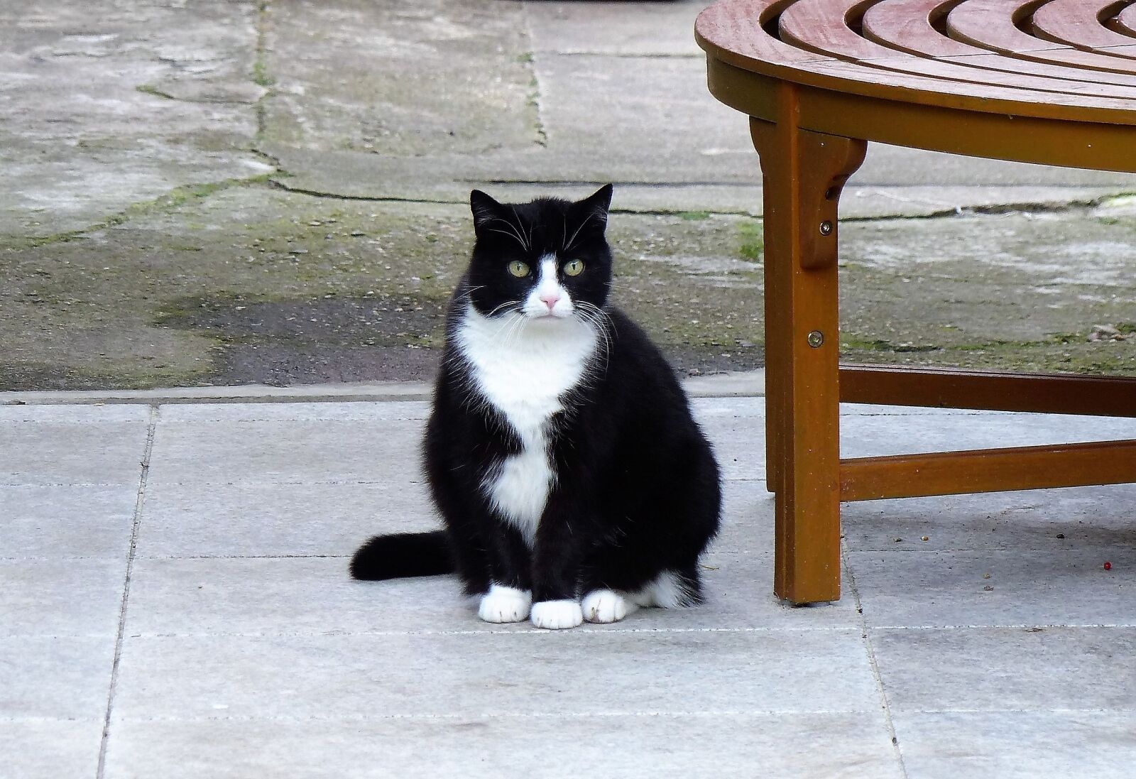 Panasonic Lumix DMC-FZ200 sample photo. Cat, rest, relaxation photography