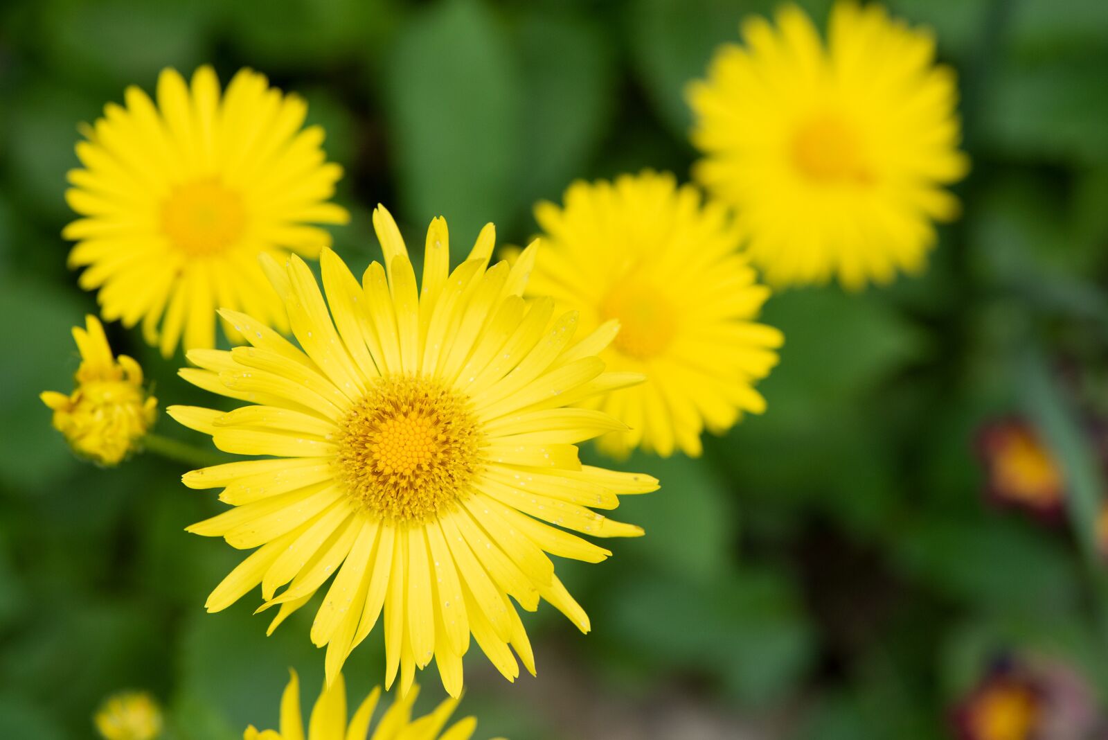Nikon D750 sample photo. Flowers, yellow, garden photography