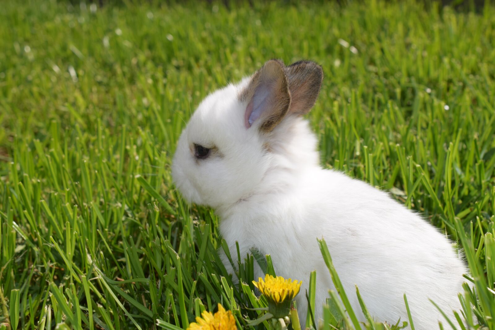 Nikon D3300 sample photo. Easter pictures, rabbit ears photography