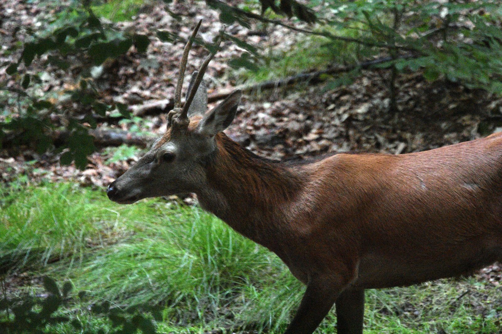 Nikon D3400 sample photo. Red deer, antlers, nature photography