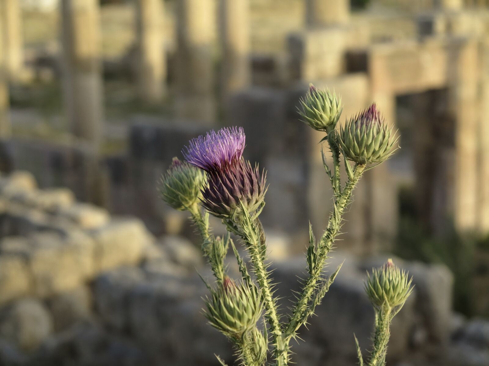 Canon PowerShot G1 X sample photo. Thistle, green, purple photography