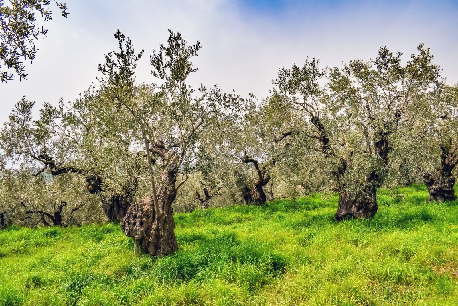 Nikon D3300 sample photo. Olive grove, olive tree photography