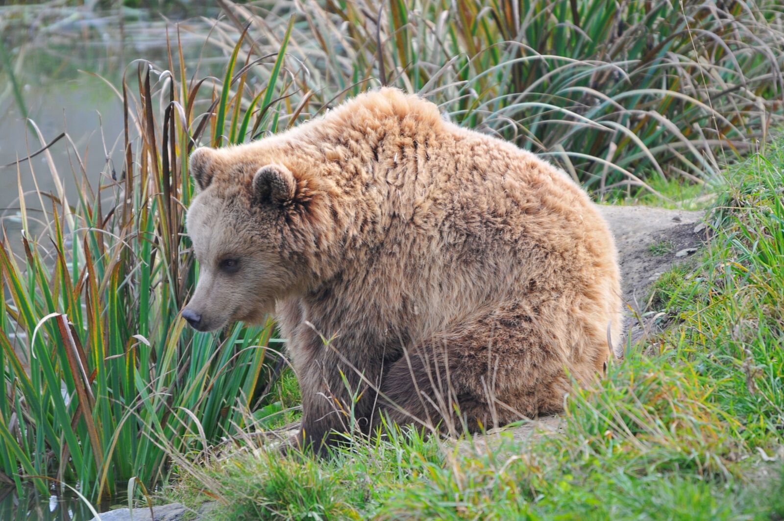 Nikon D300 sample photo. Wildlife park, poing, bear photography
