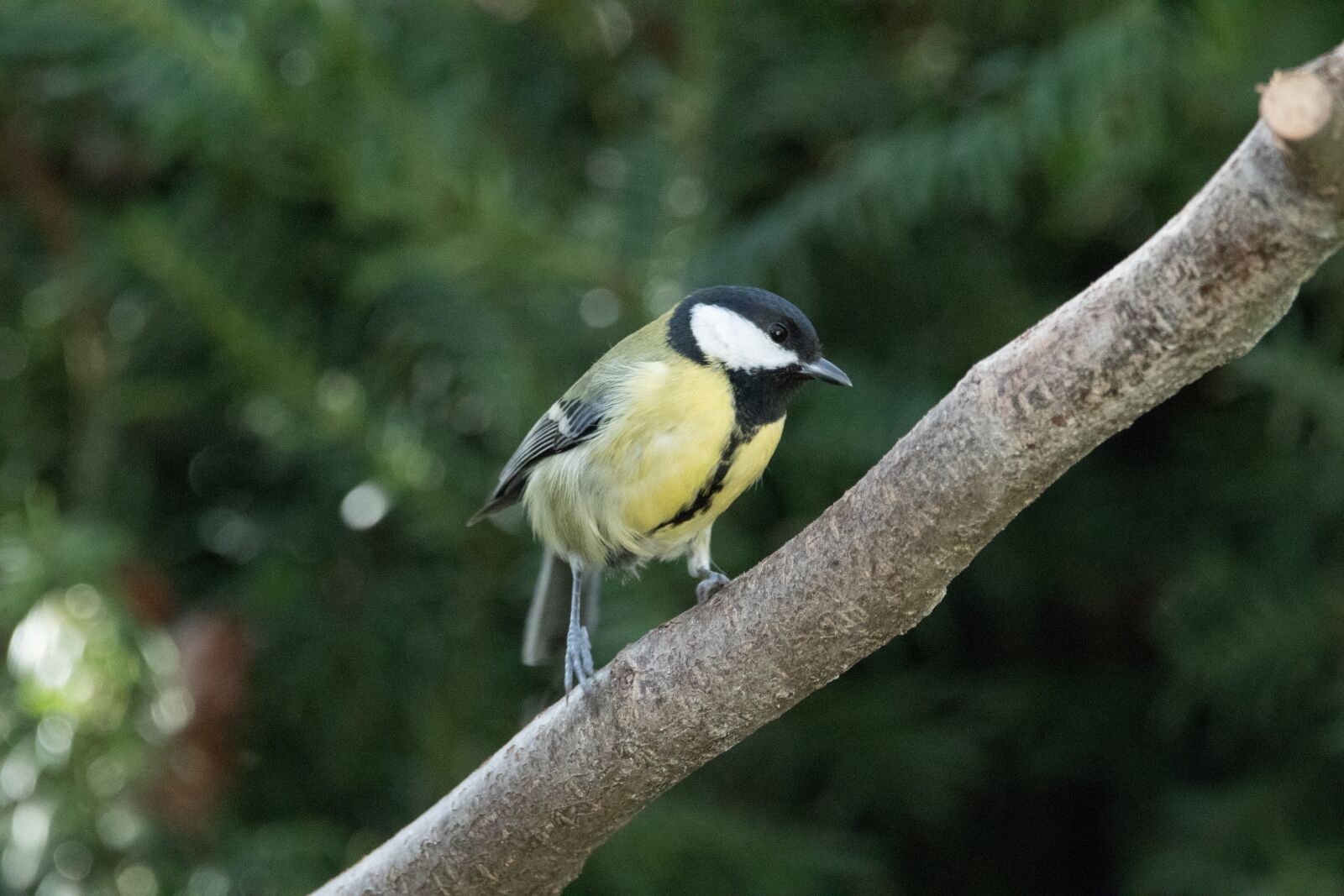 150-600mm F5-6.3 DG OS HSM | Contemporary 015 sample photo. Tit, bird, small bird photography