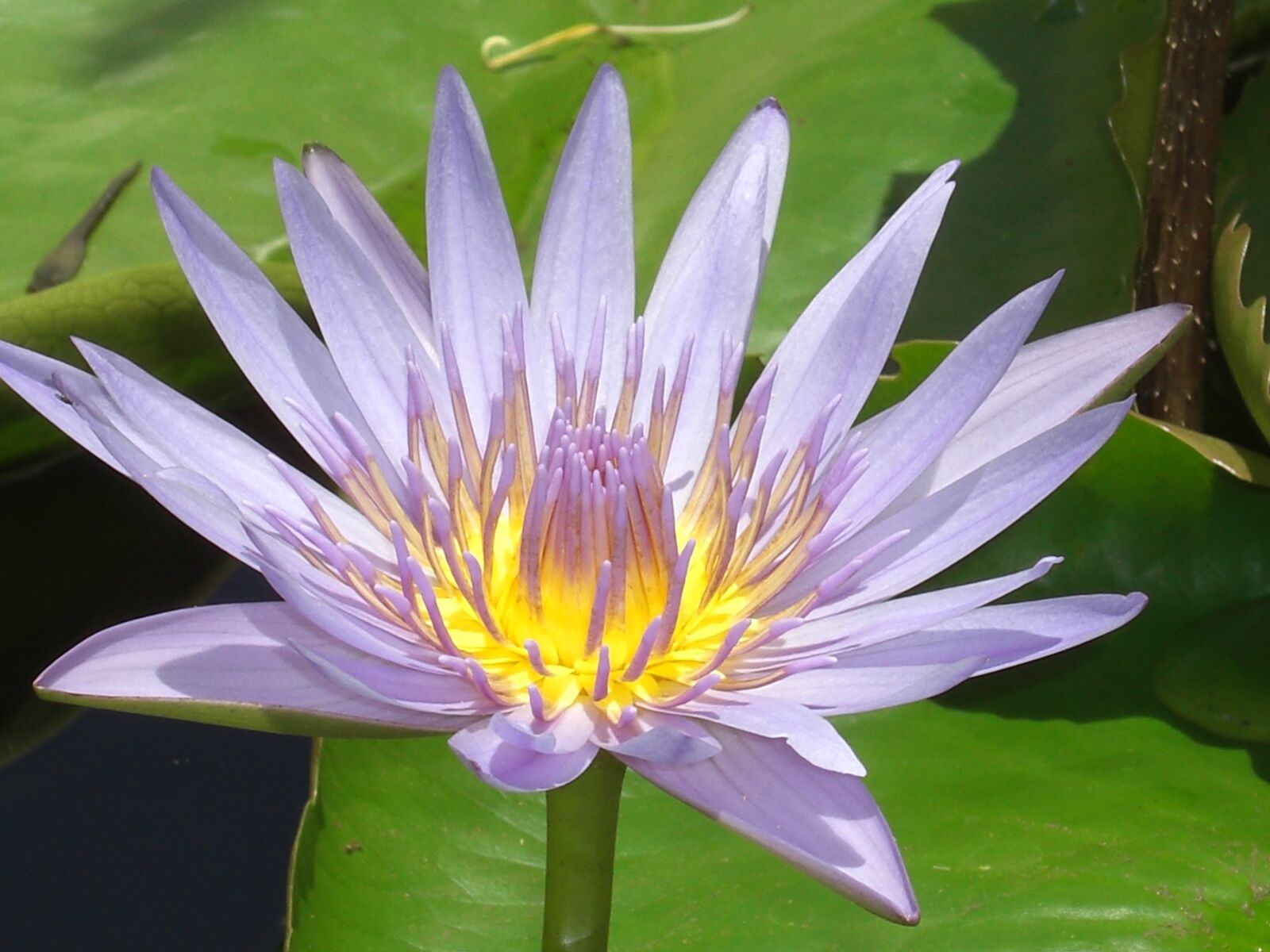 CASIO EX-Z1200 sample photo. Water lily, violet, blossom photography