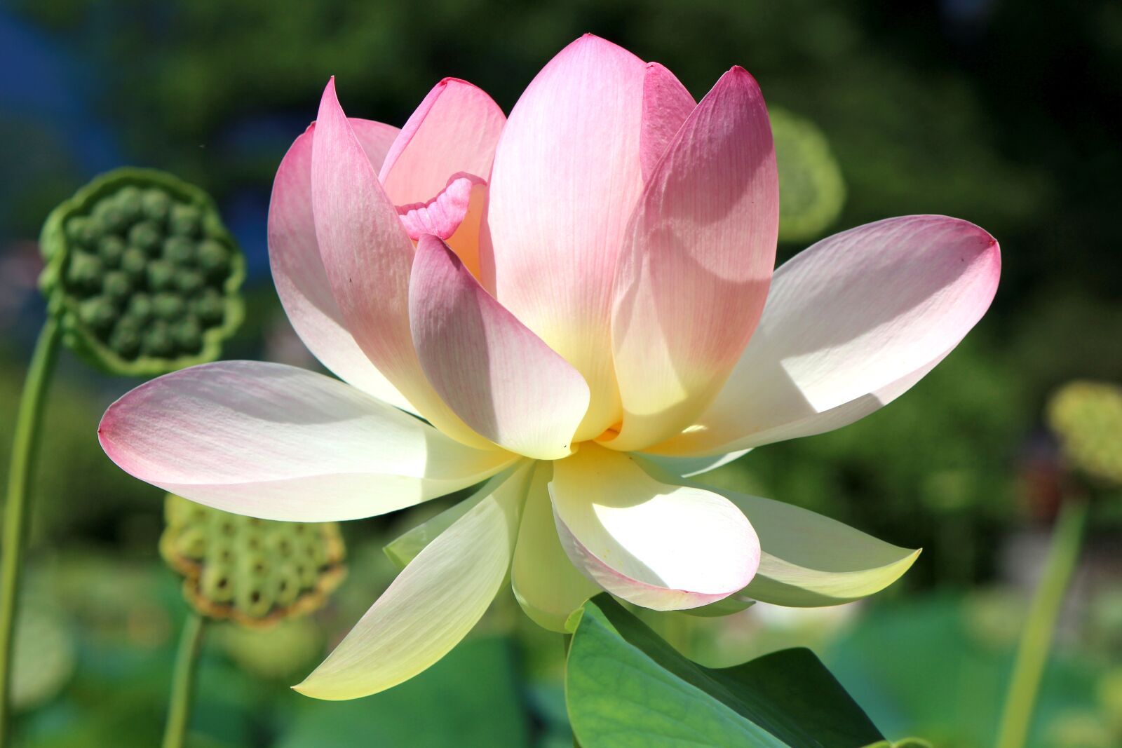 Canon EOS 600D (Rebel EOS T3i / EOS Kiss X5) sample photo. Lotus blossom, close up photography