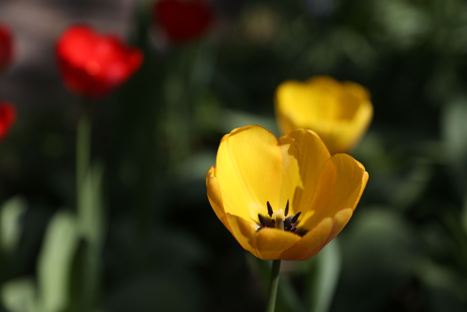 Canon EF 24-105mm F4L IS USM sample photo. Tulips, nature, garden photography