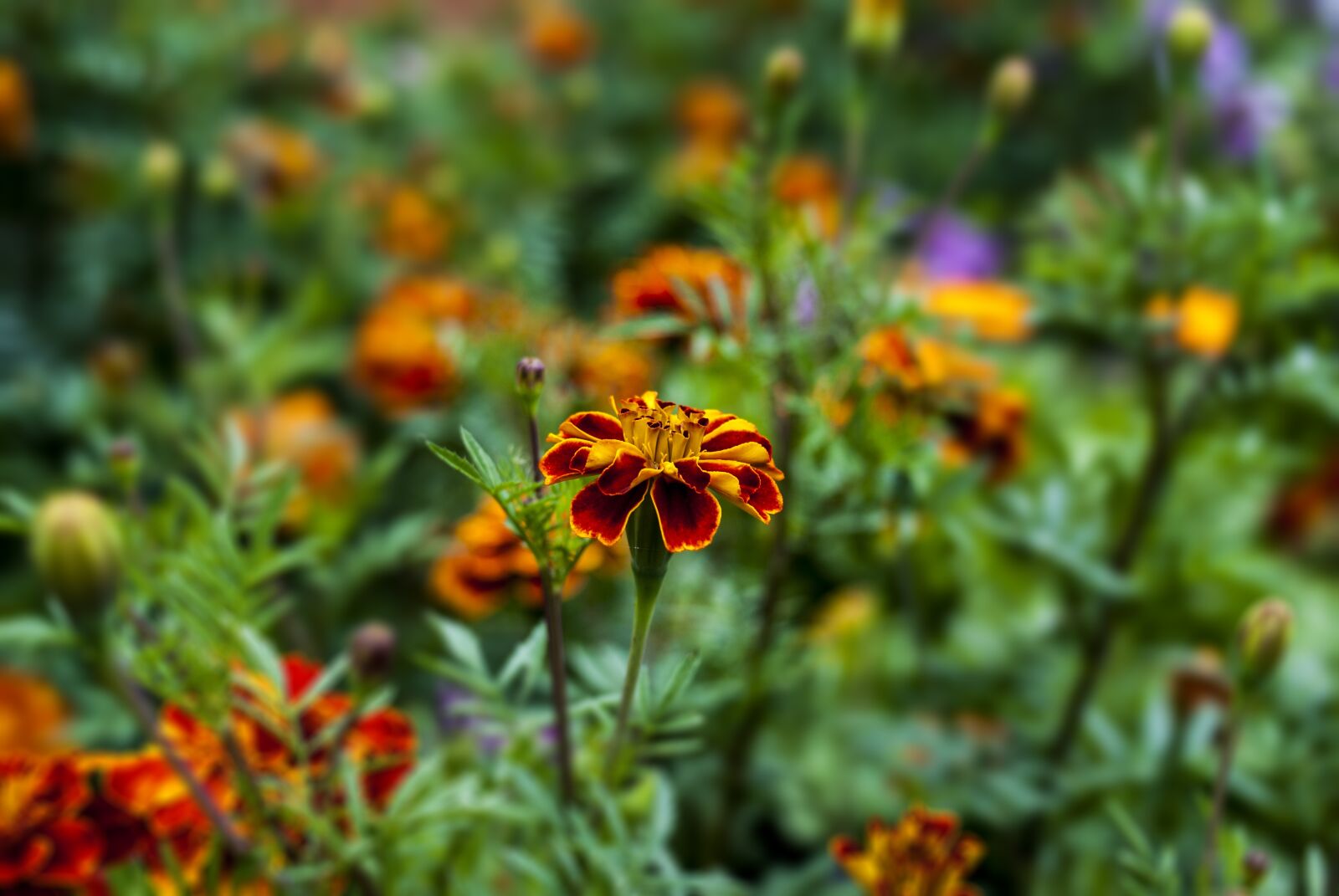 Nikon D60 sample photo. Nature, flower, garden photography