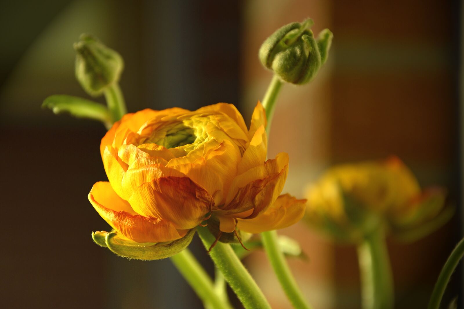 Nikon D3200 sample photo. Ranunculus, hahnenfu gew chs photography