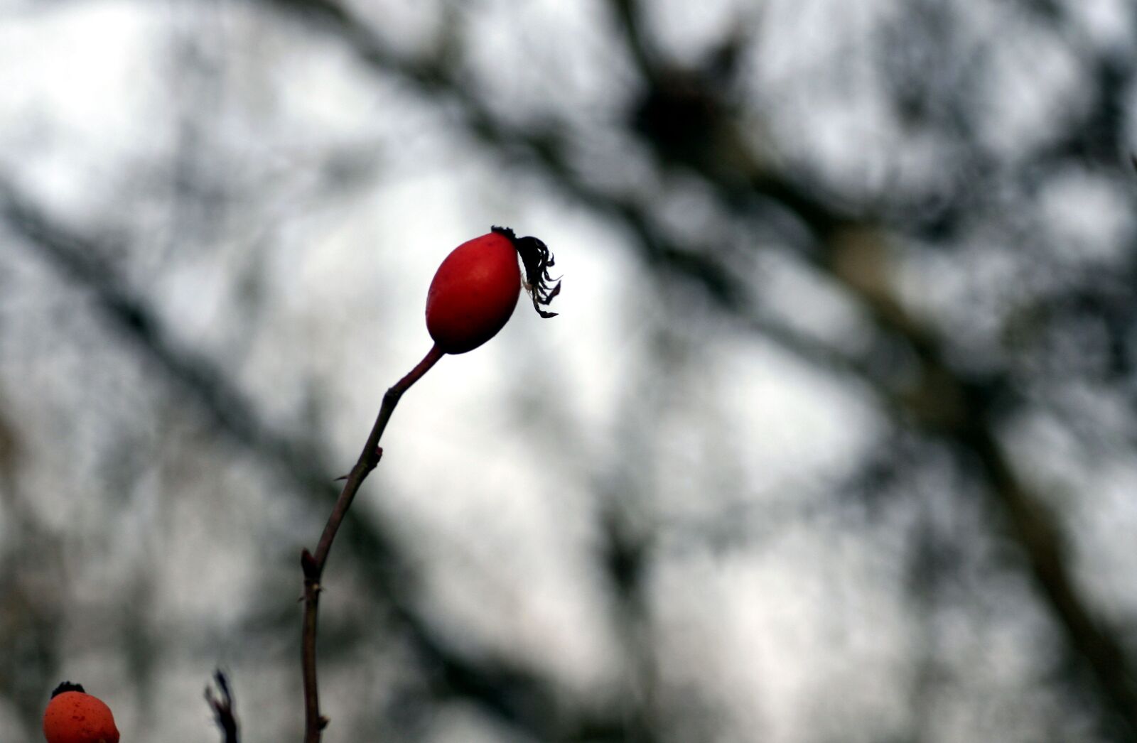 Canon EOS 350D (EOS Digital Rebel XT / EOS Kiss Digital N) sample photo. Eglantine, fruit, nature photography