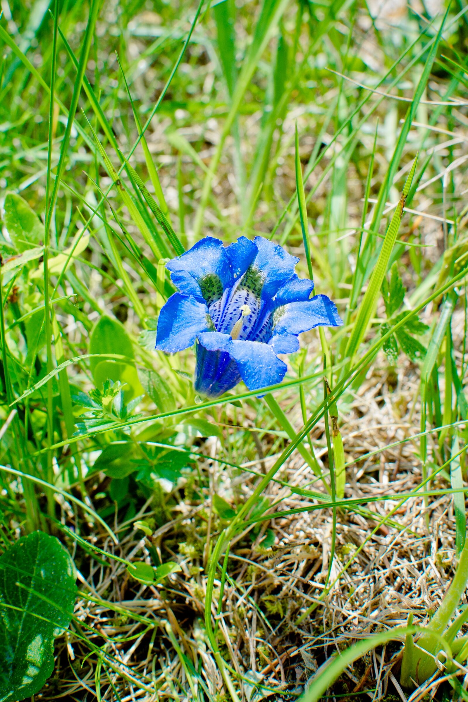 Nikon D7100 sample photo. Clusius gentian, blossom, bloom photography