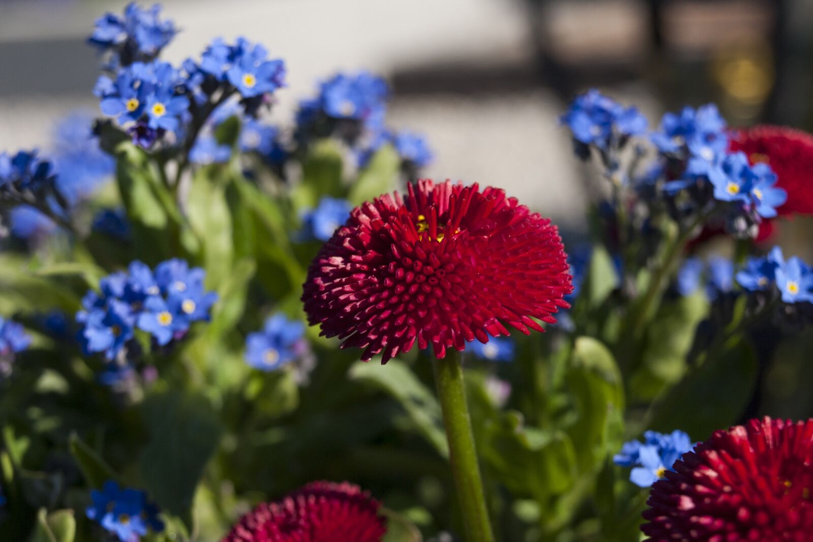 Olympus E-510 (EVOLT E-510) sample photo. Red flower, blue flowers photography