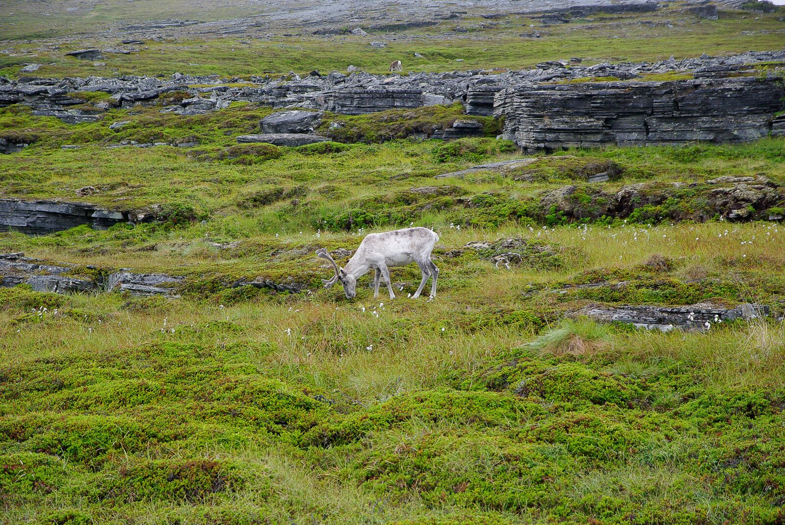 Pentax K10D sample photo. Norway, northern cape, rennes photography