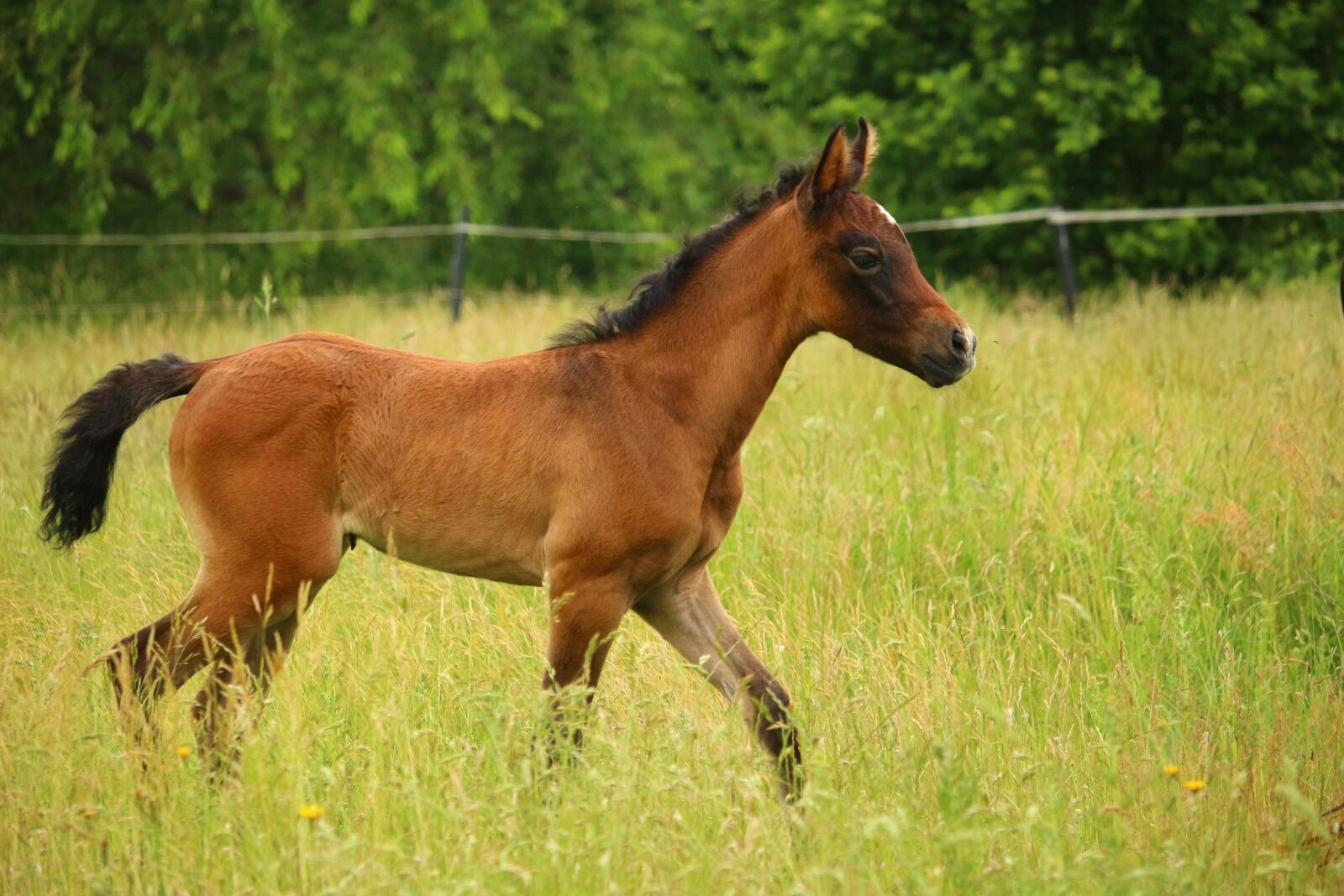 Canon EOS 100D (EOS Rebel SL1 / EOS Kiss X7) sample photo. Horse, foal, suckling photography
