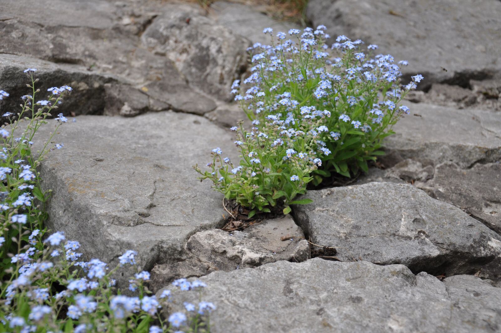 Nikon D90 sample photo. Flowers, small flowers, blue photography