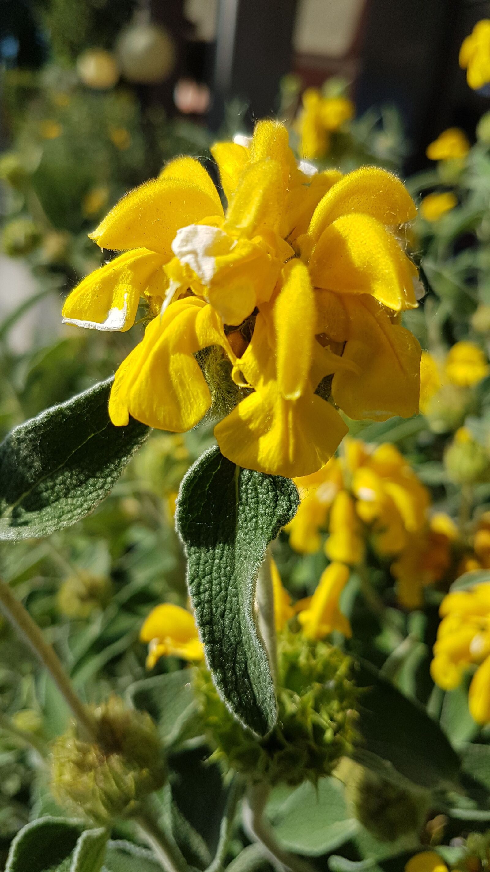 Samsung Galaxy S7 Edge sample photo. Sage, flower, flowers photography