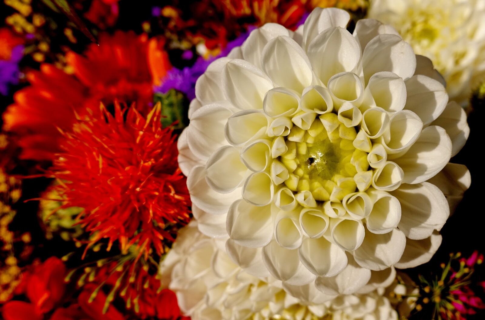 Sony DSC-RX100M5 sample photo. Dahlia, summer flowers, colorful photography