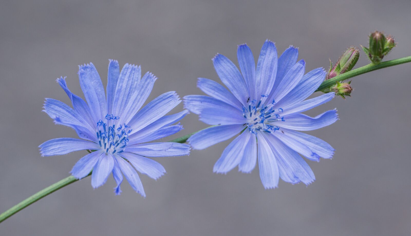 Nikon D800E sample photo. Chicory, flower, blue photography