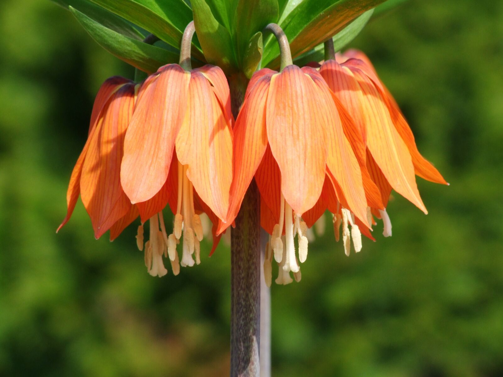 Fujifilm FinePix S100fs sample photo. Imperial period regarding, fritillaria photography