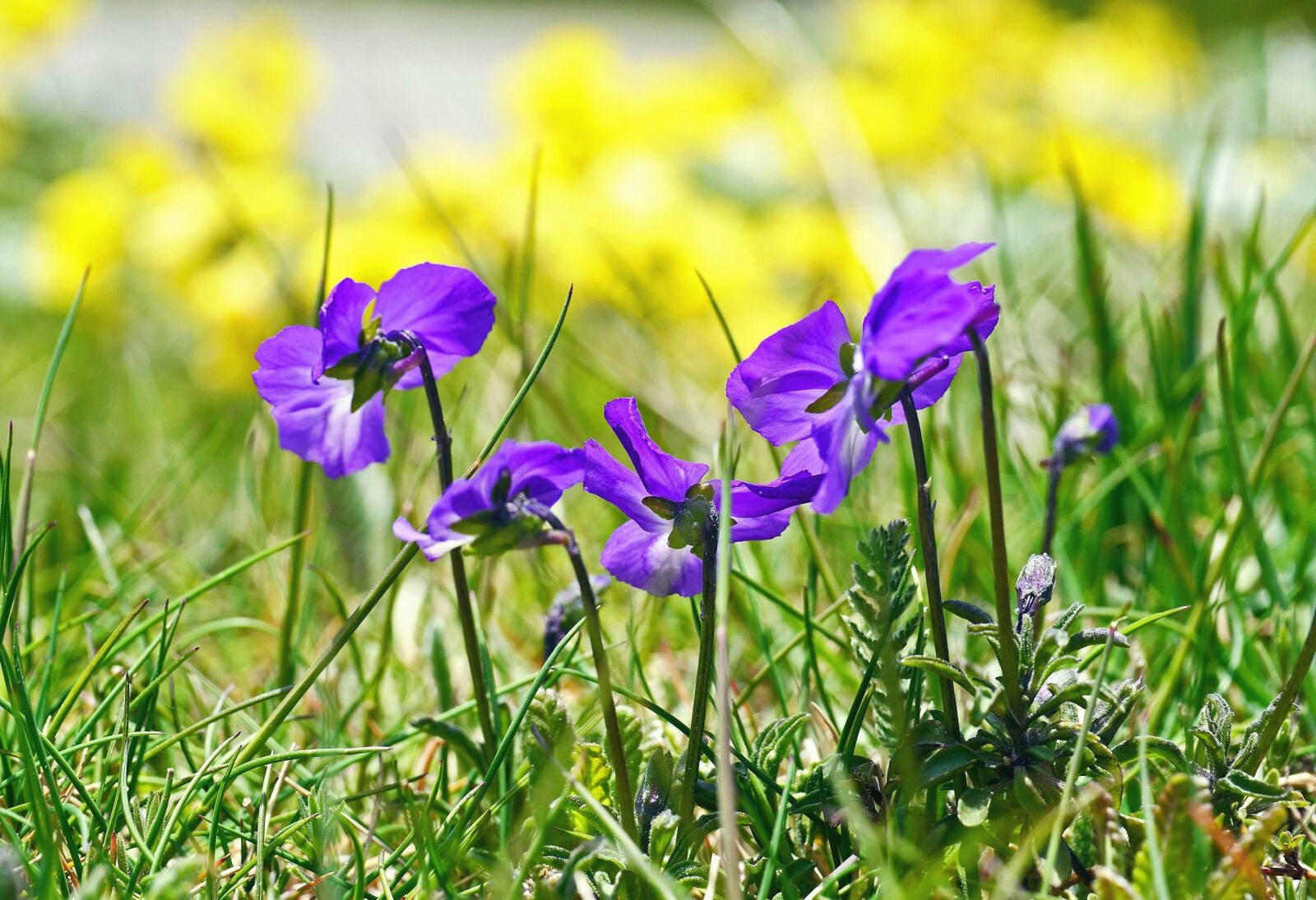 Panasonic Lumix DMC-GH3 sample photo. Flower, violet, flower, petals photography