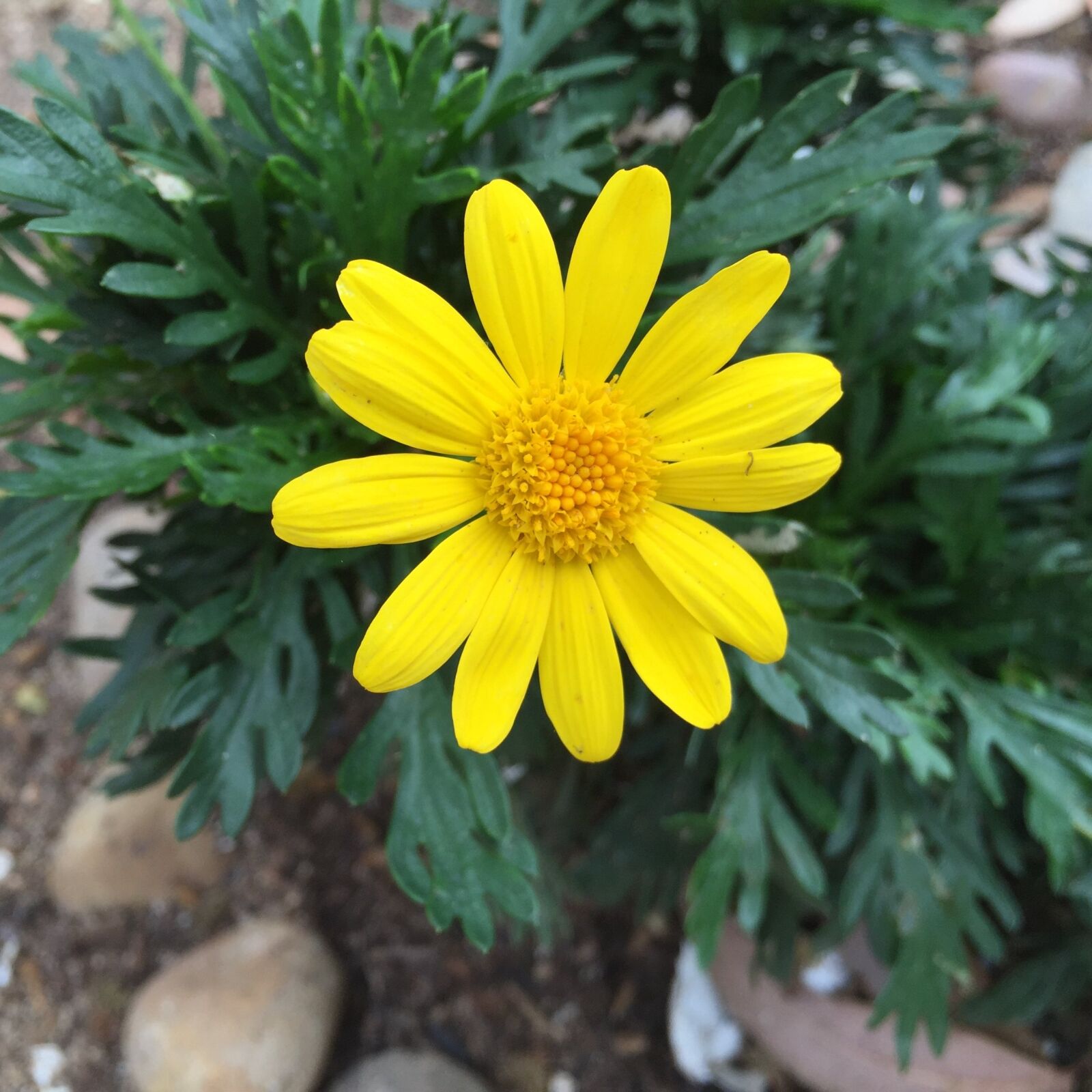iPhone 6 Plus back camera 4.15mm f/2.2 sample photo. Europsy, flower, yellow flower photography