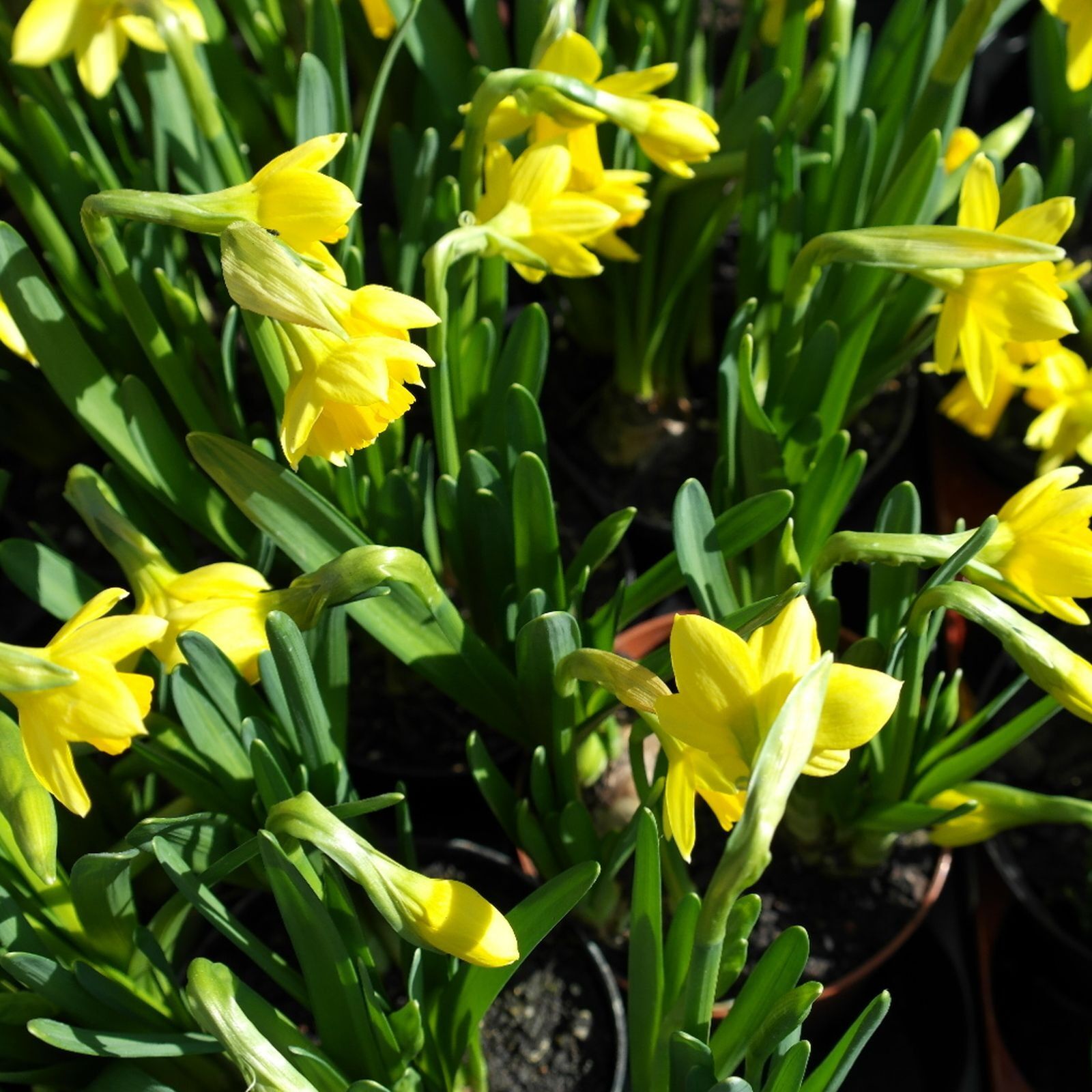 Samsung NX20 sample photo. Narcissus, flowers, spring photography