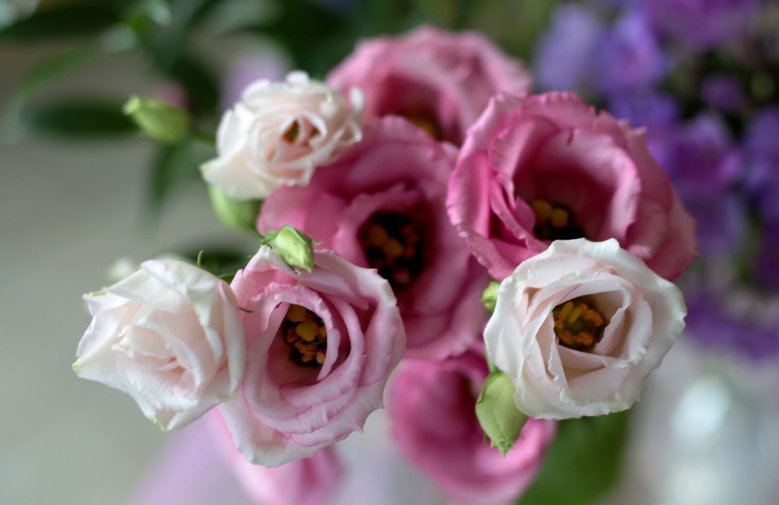 Canon EOS 7D Mark II + Canon EF 50mm F1.8 STM sample photo. According, rose, bouquet photography