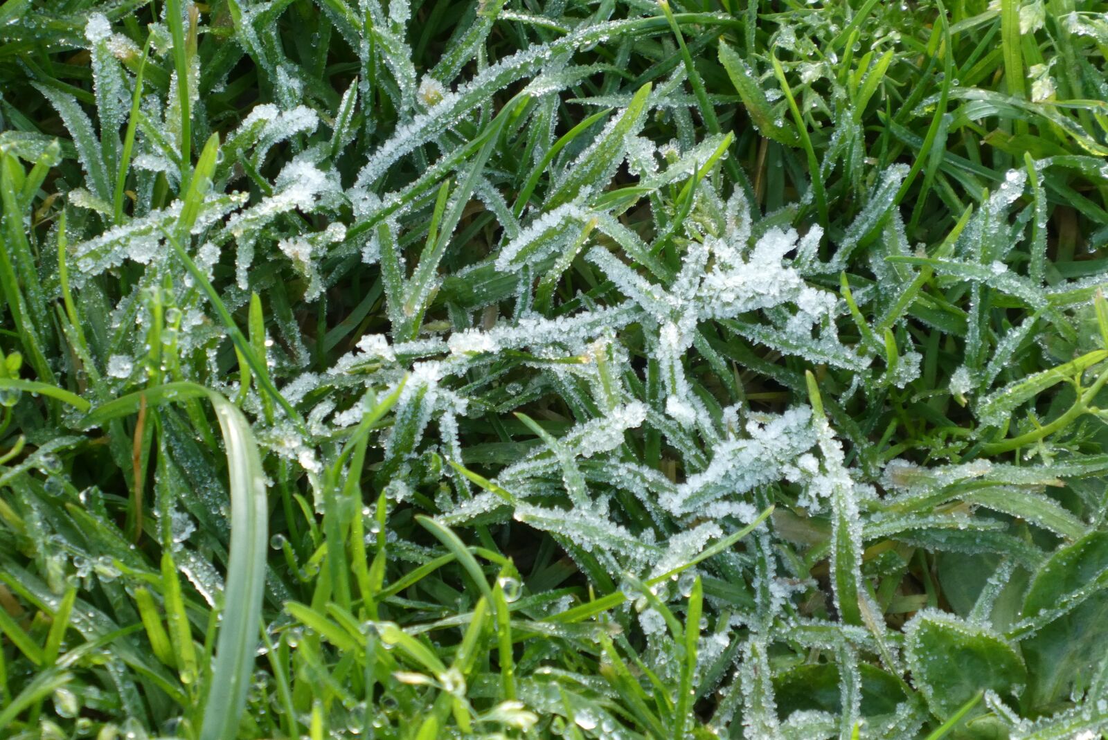 Panasonic Lumix DC-ZS70 (Lumix DC-TZ90) sample photo. Ripe, frozen, grass photography