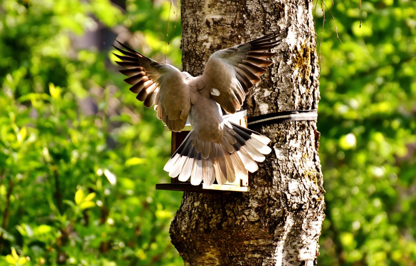 Nikon D7200 sample photo. Dove, approach, bird photography