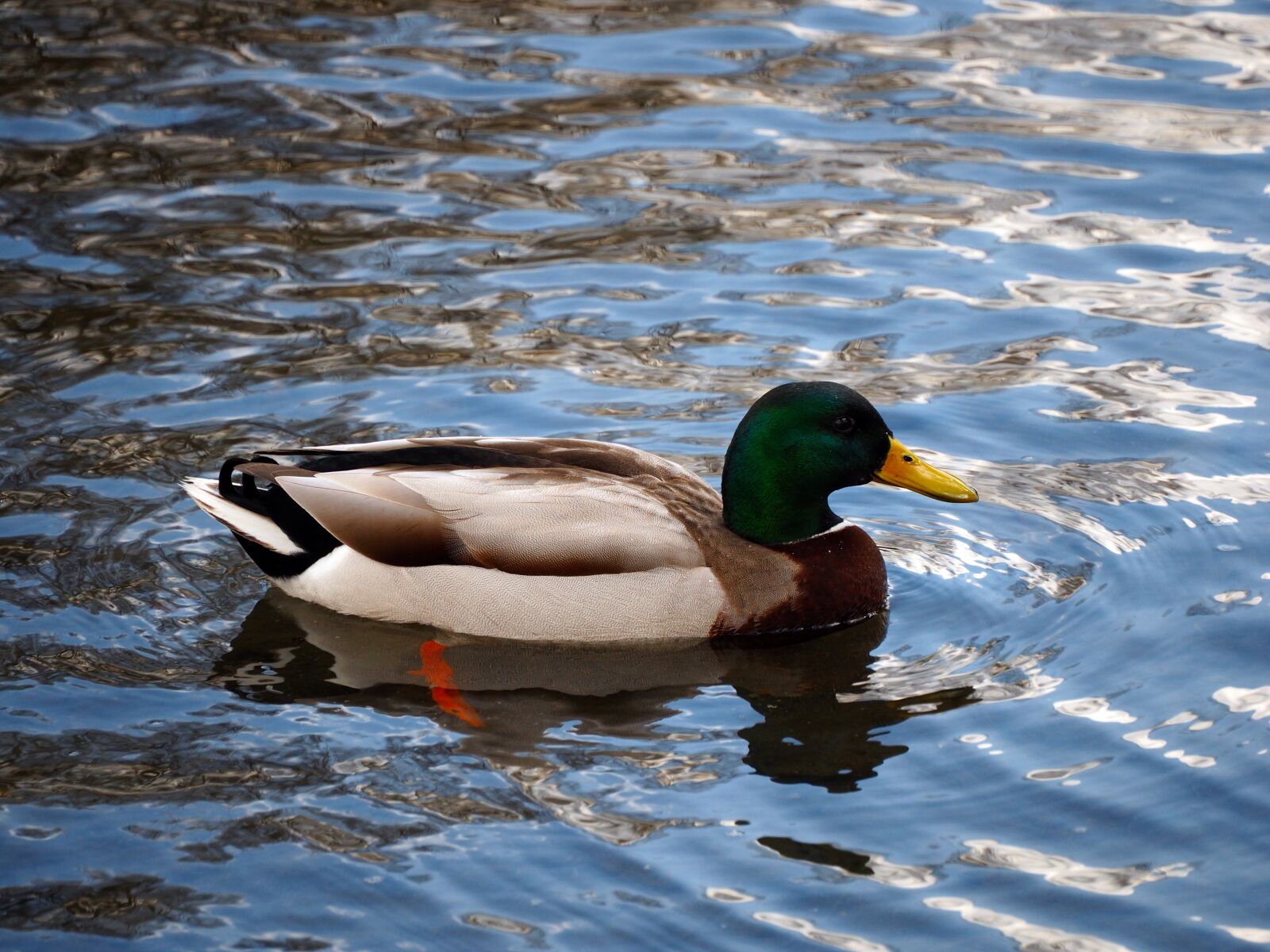 LUMIX G VARIO 45-150/F4.0-5.6 sample photo. Drake, water, spring photography