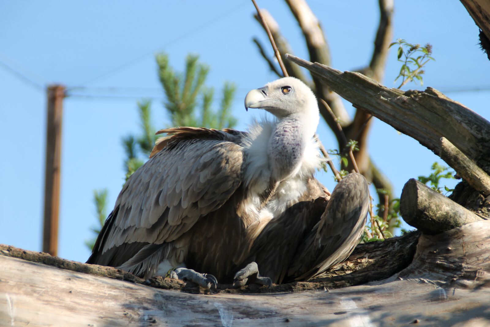 Canon EOS 1100D (EOS Rebel T3 / EOS Kiss X50) sample photo. Vulture, bird, zoo photography