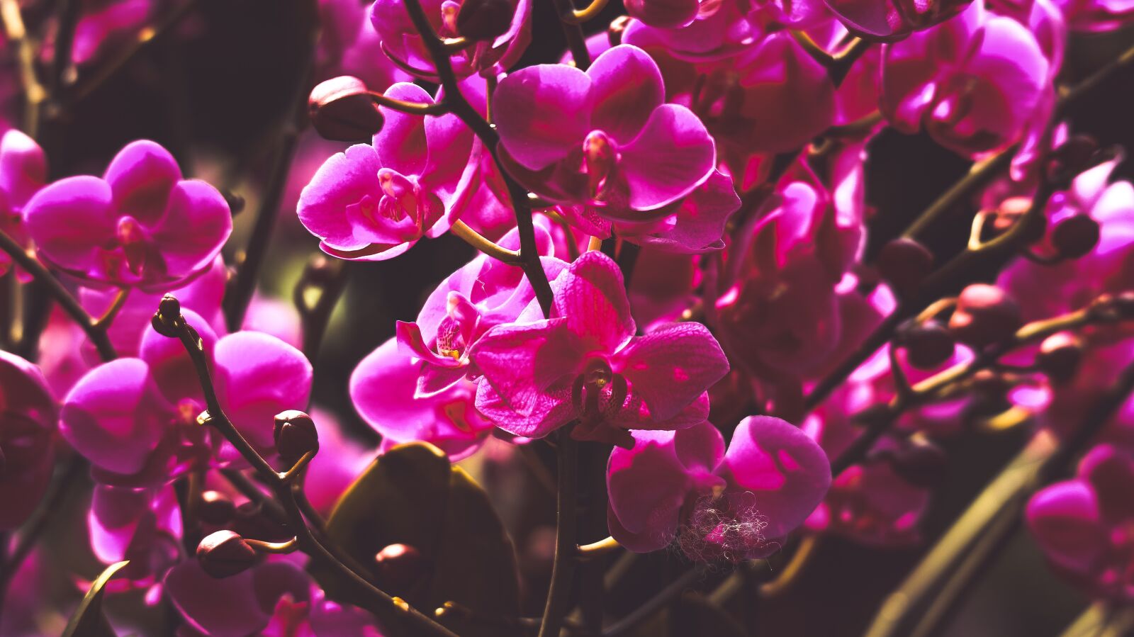 Canon EOS M10 sample photo. Orchids, purple, beautiful flowers photography