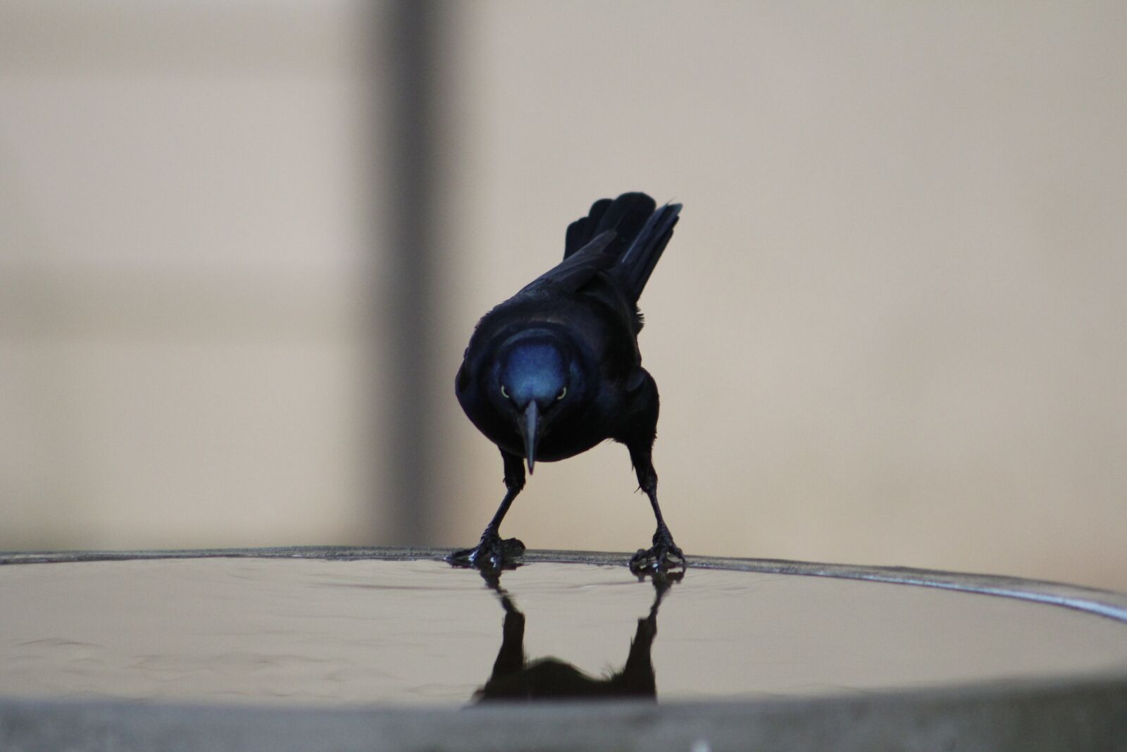 Canon EOS 550D (EOS Rebel T2i / EOS Kiss X4) sample photo. Common grackle, bird, grackle photography
