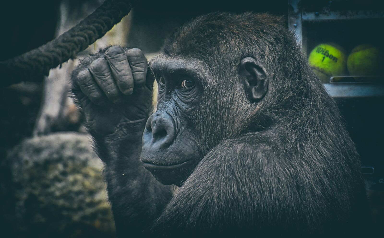 Nikon D7200 sample photo. Gorilla, monkey, animal photography