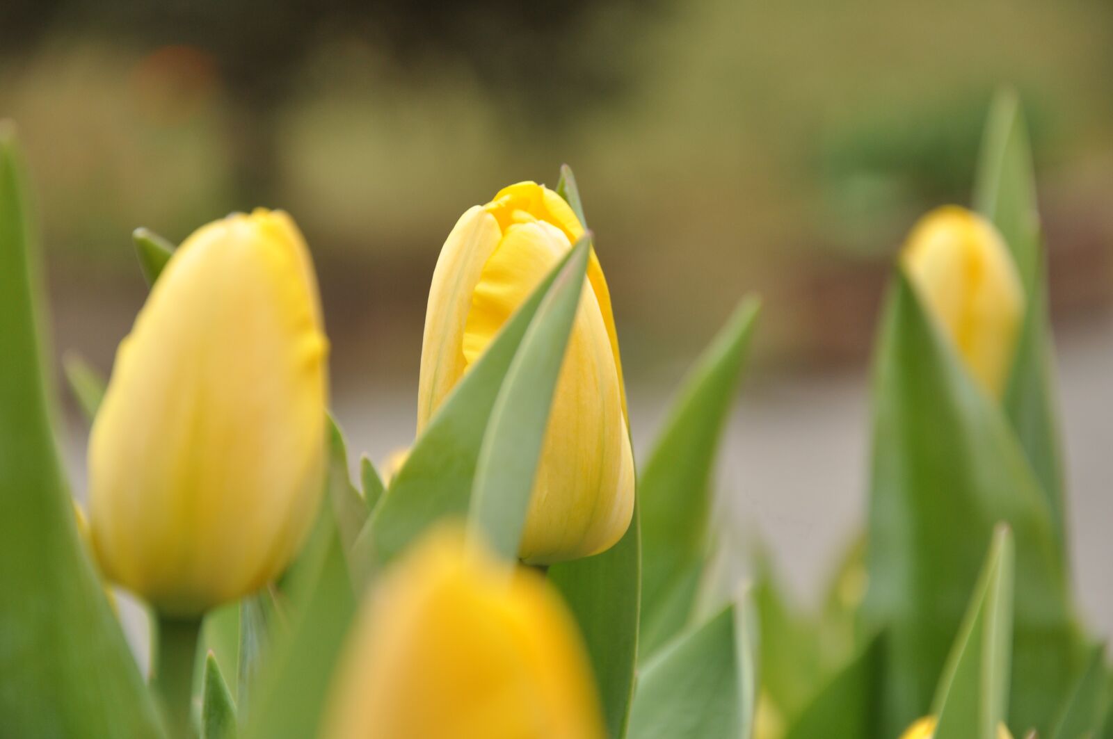 Nikon D90 sample photo. Flower, views, spring photography