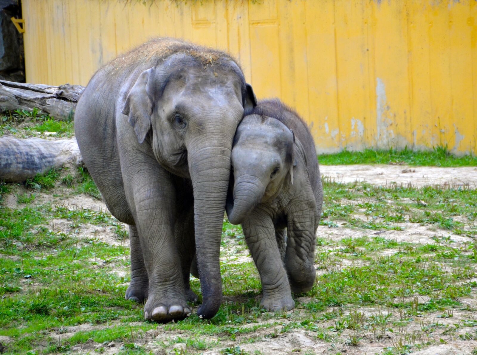 Nikon D3100 sample photo. Baby elephants, elephant, elephants photography