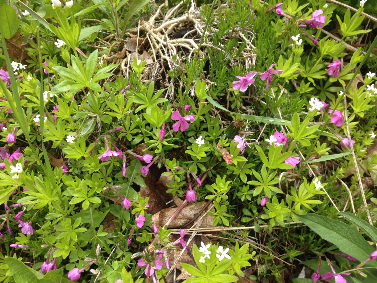 iPhone 4S back camera 4.28mm f/2.4 sample photo. Close, up, flower, bed photography